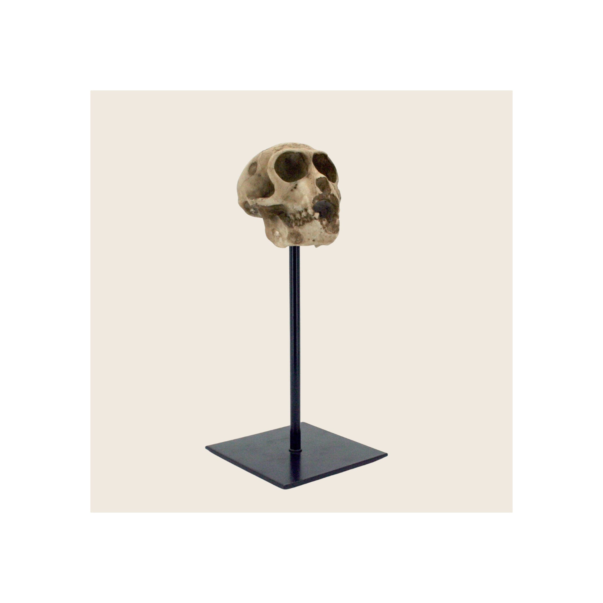Monkey skull replica mounted on tall black metal display stand