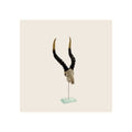 Kudu skull with black ribbed horns and cream bone, mounted on slim metal rod and square glass base