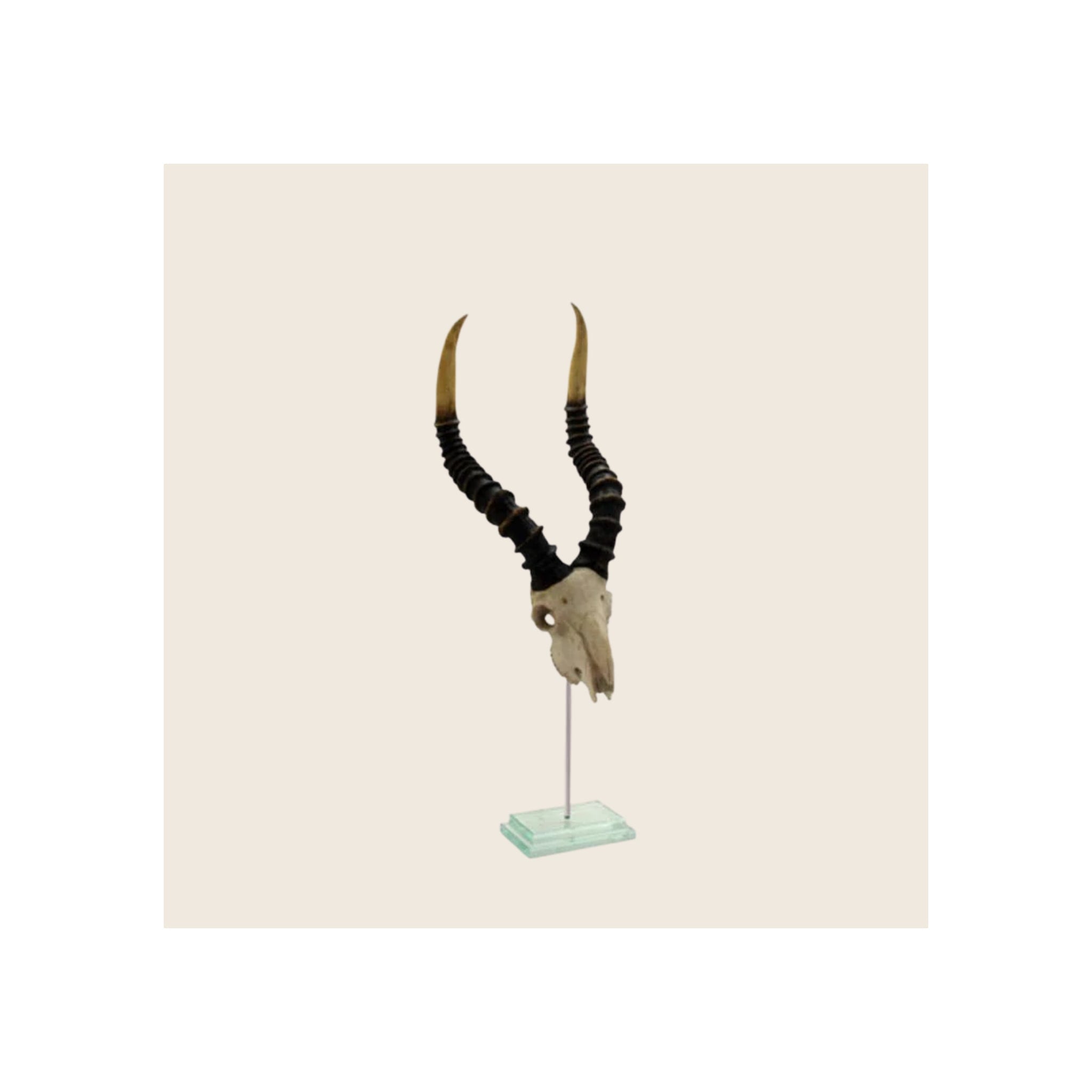 Kudu skull with black ribbed horns and cream bone, mounted on slim metal rod and square glass base