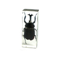 Resin paperweight encasing a real black rhinoceros beetle, upright rectangular clear block