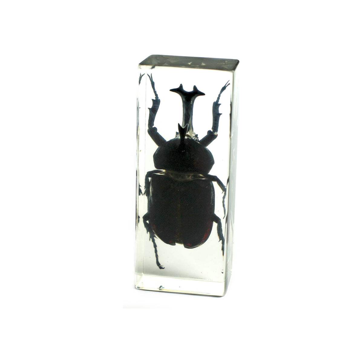 Resin paperweight encasing a real black rhinoceros beetle, upright rectangular clear block