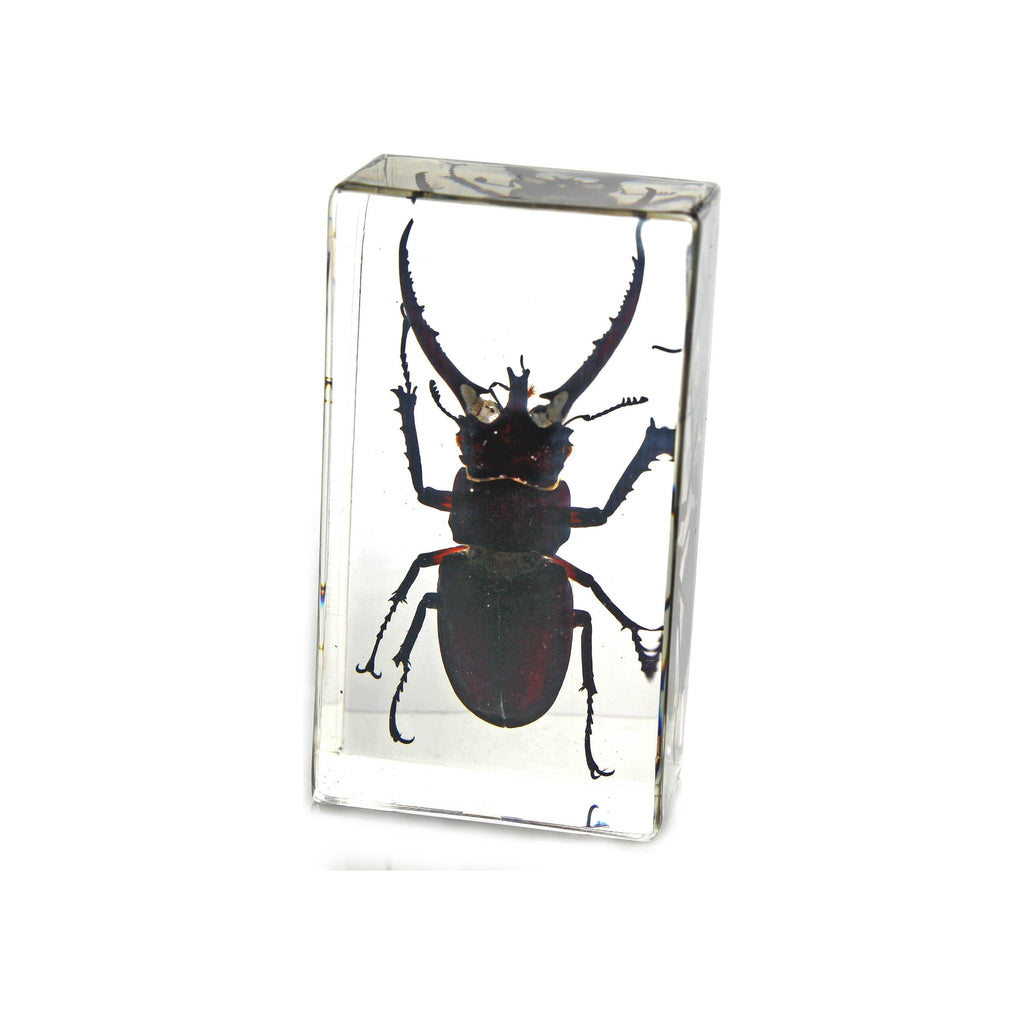 Resin paperweight encasing a real dark red-black stag beetle specimen, upright rectangular clear block