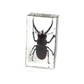 Resin paperweight encasing a real dark red-black stag beetle specimen, upright rectangular clear block