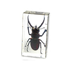 Resin paperweight encasing a real dark red-black stag beetle specimen, upright rectangular clear block