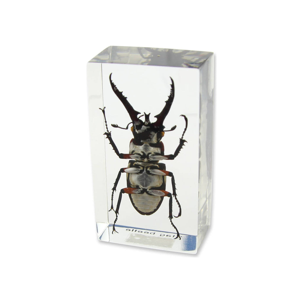 Stag beetle specimen encased in clear rectangular resin paperweight, angled front view