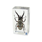 Stag beetle specimen encased in clear rectangular resin paperweight, angled front view