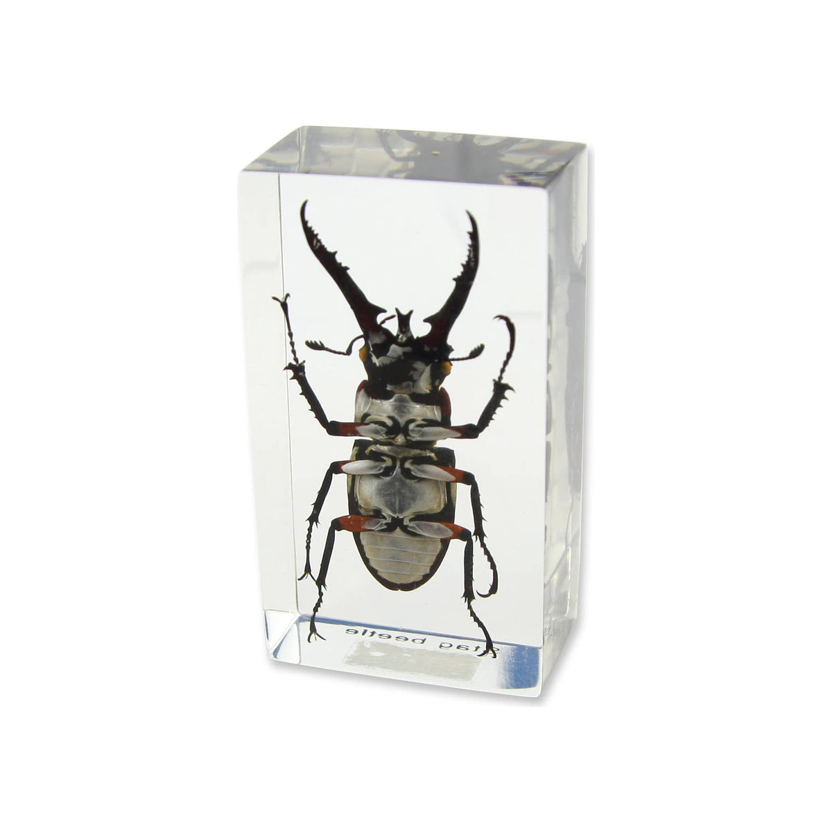 Stag beetle specimen encased in clear rectangular resin paperweight, angled front view