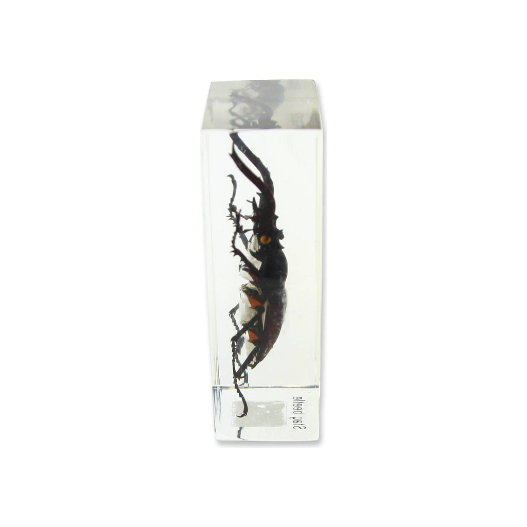Resin paperweight encasing a real stag beetle, clear rectangular block, upright orientation