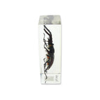 Resin paperweight encasing a real stag beetle, clear rectangular block, upright orientation