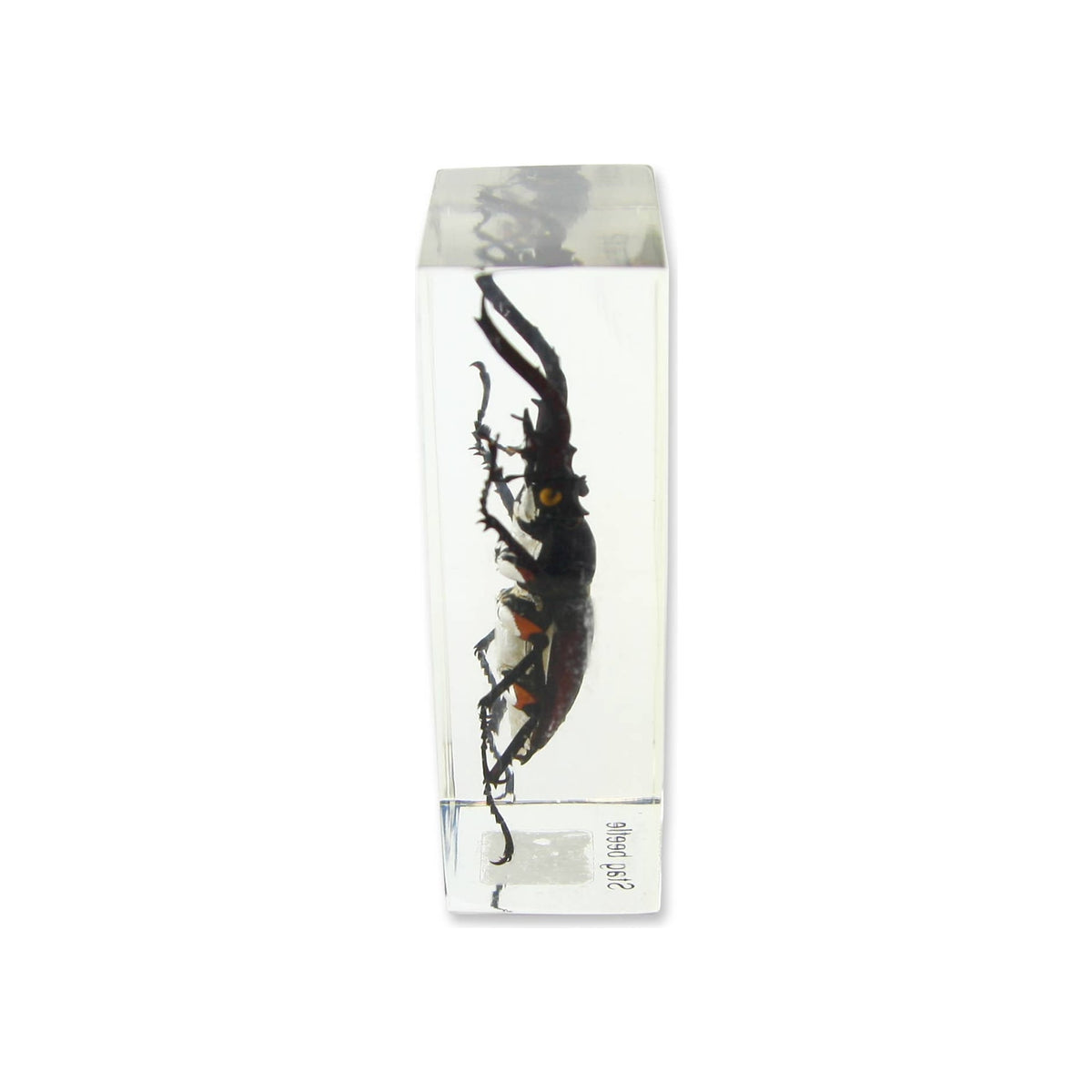 Resin paperweight encasing a real stag beetle, clear rectangular block, upright orientation