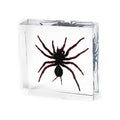 Tarantula resin paperweight, clear acrylic block encasing dark red-brown spider, angled view