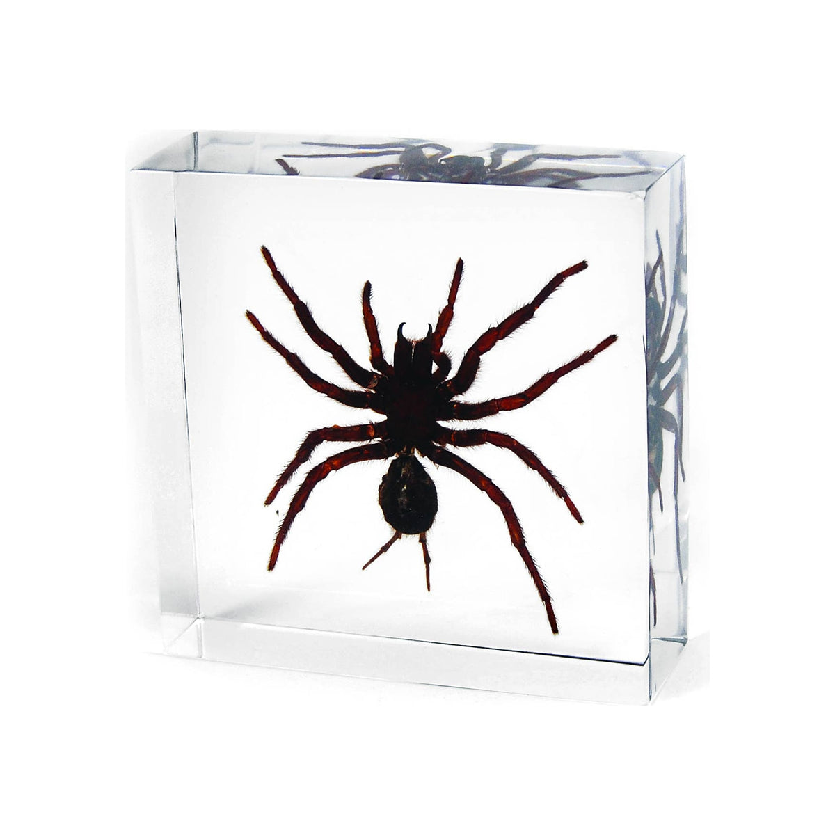 Tarantula resin paperweight, clear acrylic block encasing dark red-brown spider, angled view