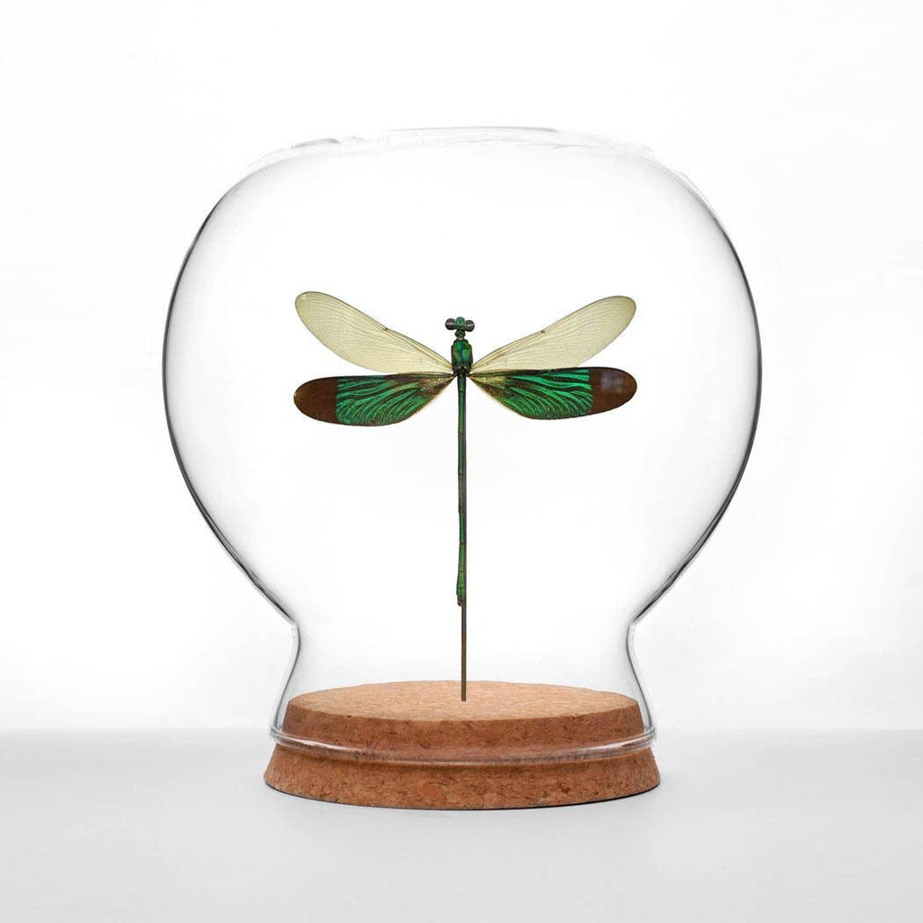 Damselfly Globe