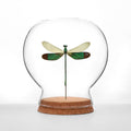 Damselfly Globe