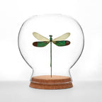 Damselfly Globe