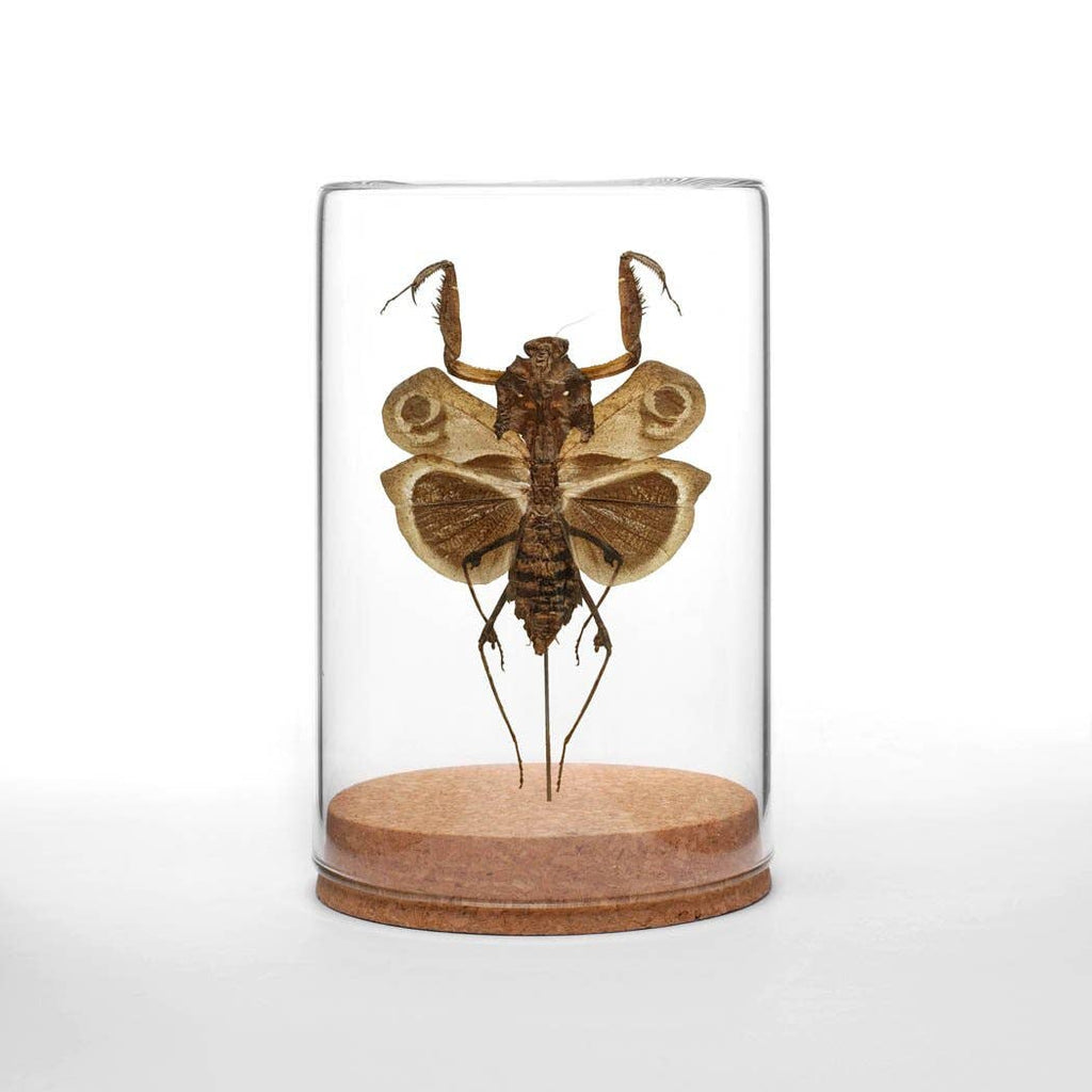 Dead-leaf Mantis Globe