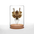 Dead-leaf Mantis Globe
