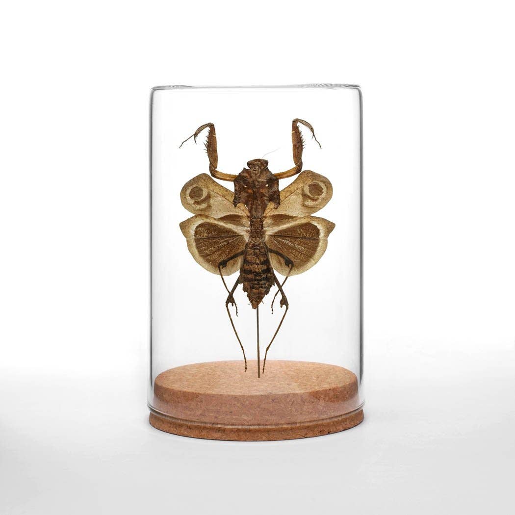 Dead-leaf Mantis Globe
