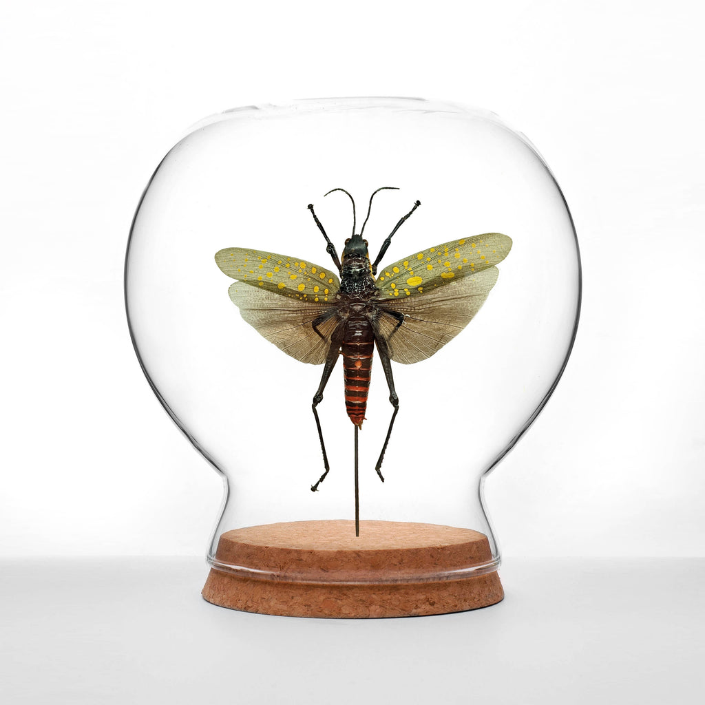 Spotted Hopper Globe
