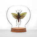 Spotted Hopper Globe
