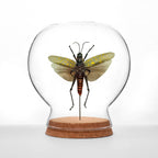 Spotted Hopper Globe