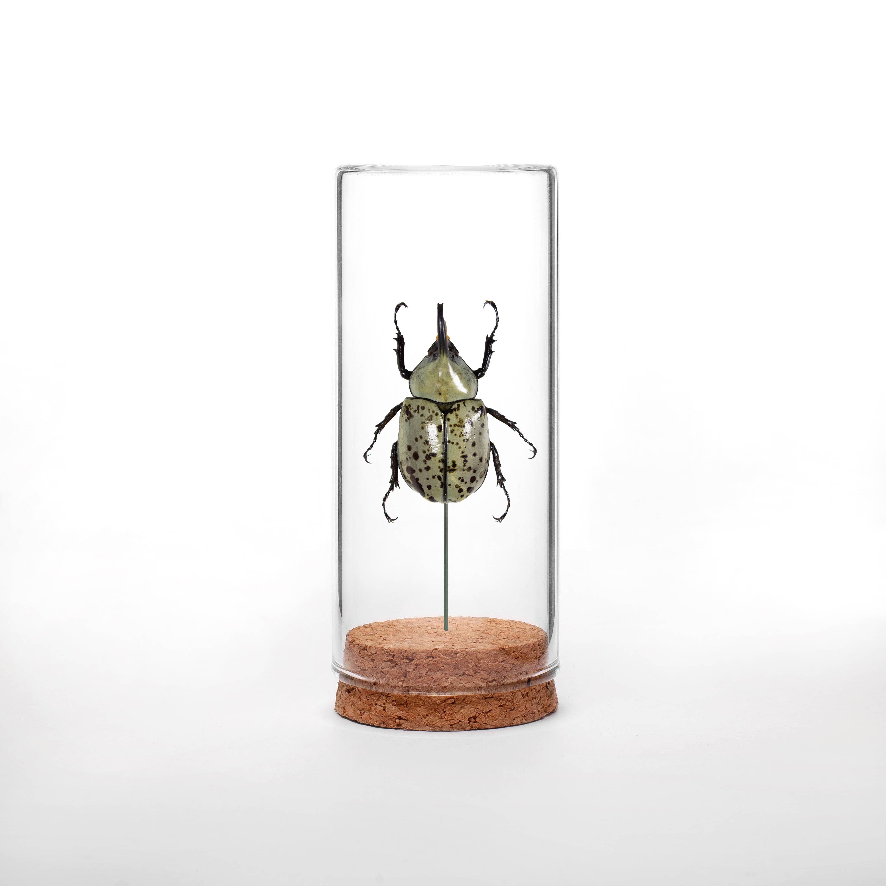 Western Hercules Beetle Globe