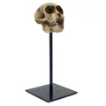Monkey Skull