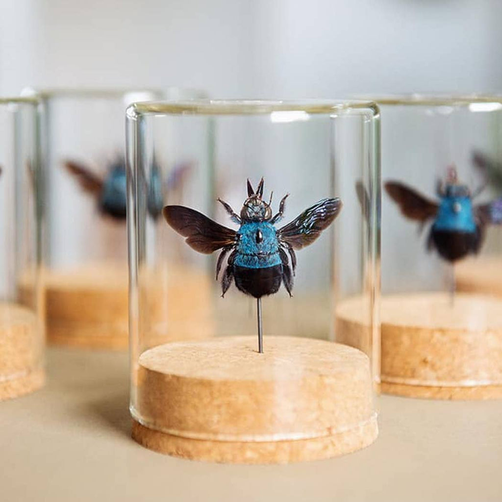 Luna Moth Globe