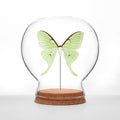 Luna Moth Globe