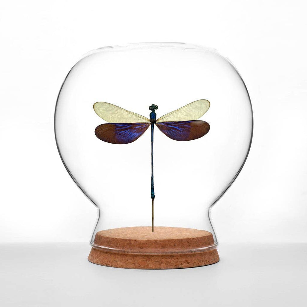 Damselfly Globe