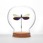 Damselfly Globe