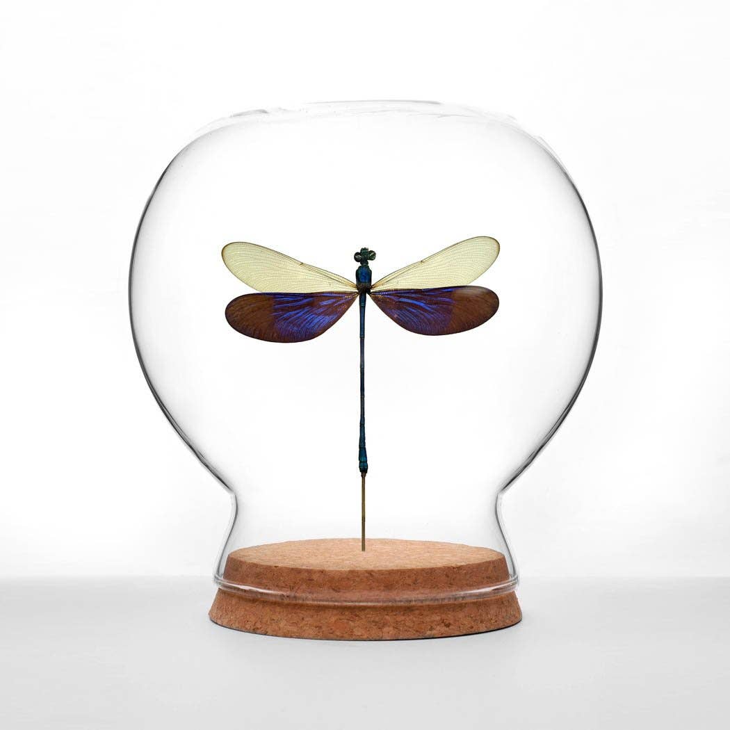 Damselfly Globe