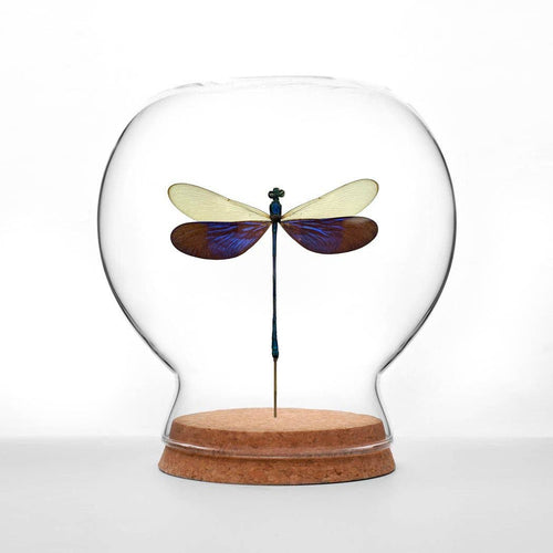 Damselfly Globe
