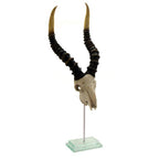 Natural Kudu Skull Double Step Glass Base