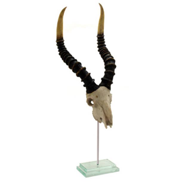Natural Kudu Skull Double Step Glass Base