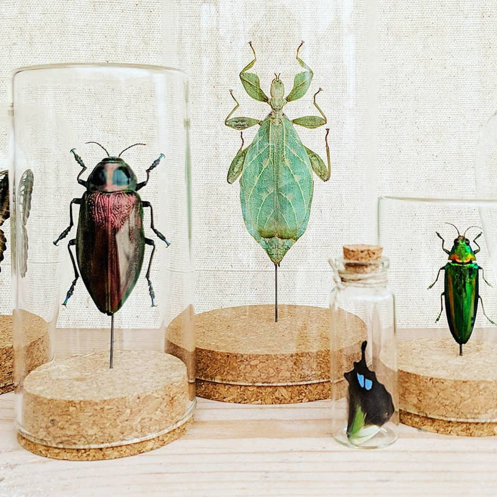 Spotted Hopper Globe