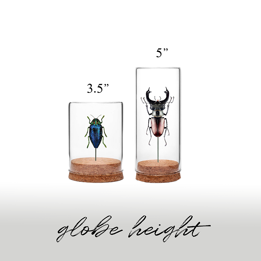 Western Hercules Beetle Globe