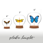 Damselfly Globe