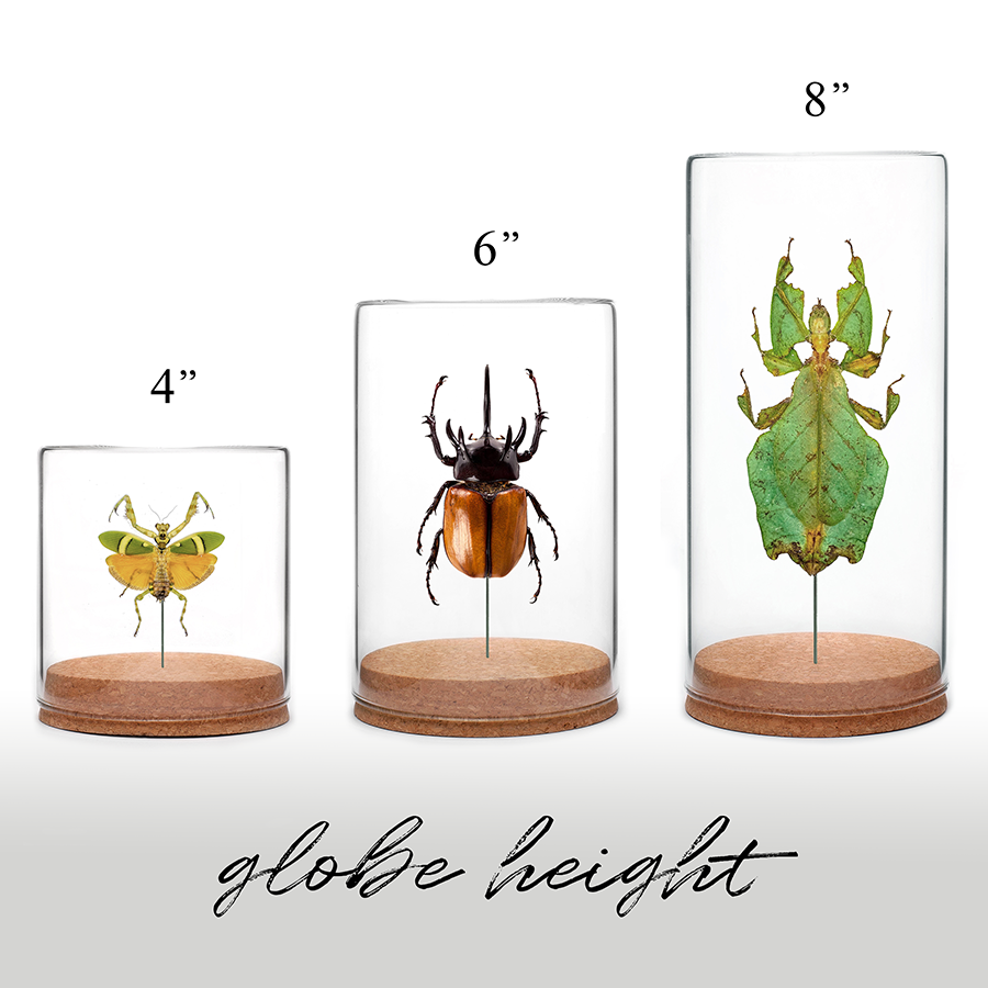 Dead-leaf Mantis Globe