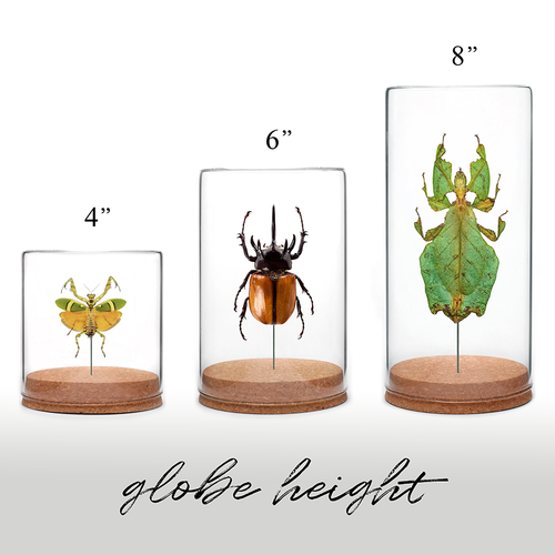 Dead-leaf Mantis Globe