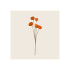 Poppy spray with five open orange blooms on dark branching stems