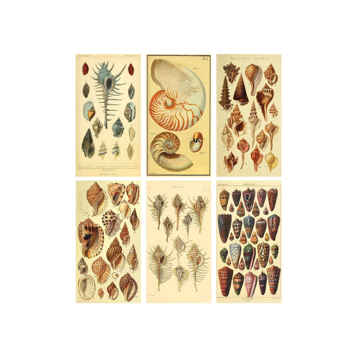 Six vintage seashell illustration prints arranged in a grid, cream and earth tones